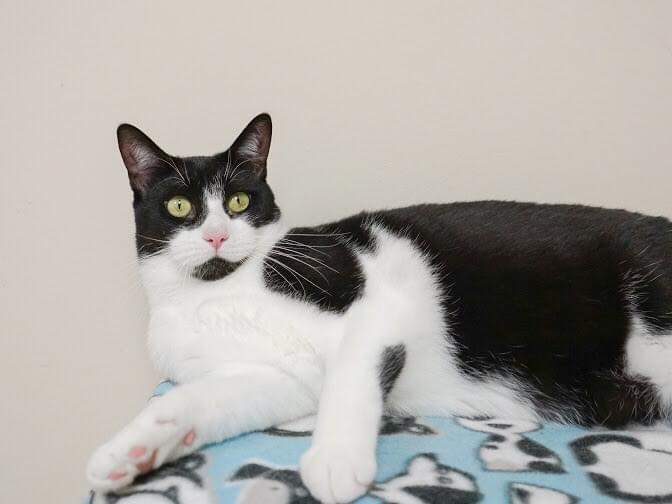 Cat for adoption - Juno, a Domestic Short Hair in ...