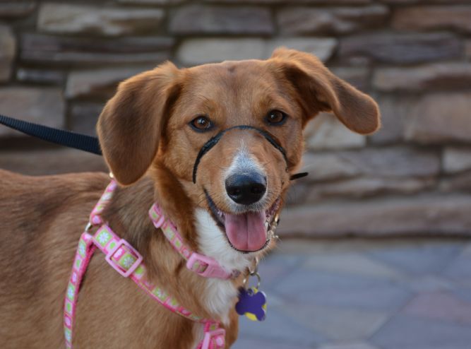 Australian shepherd best sale hound mix