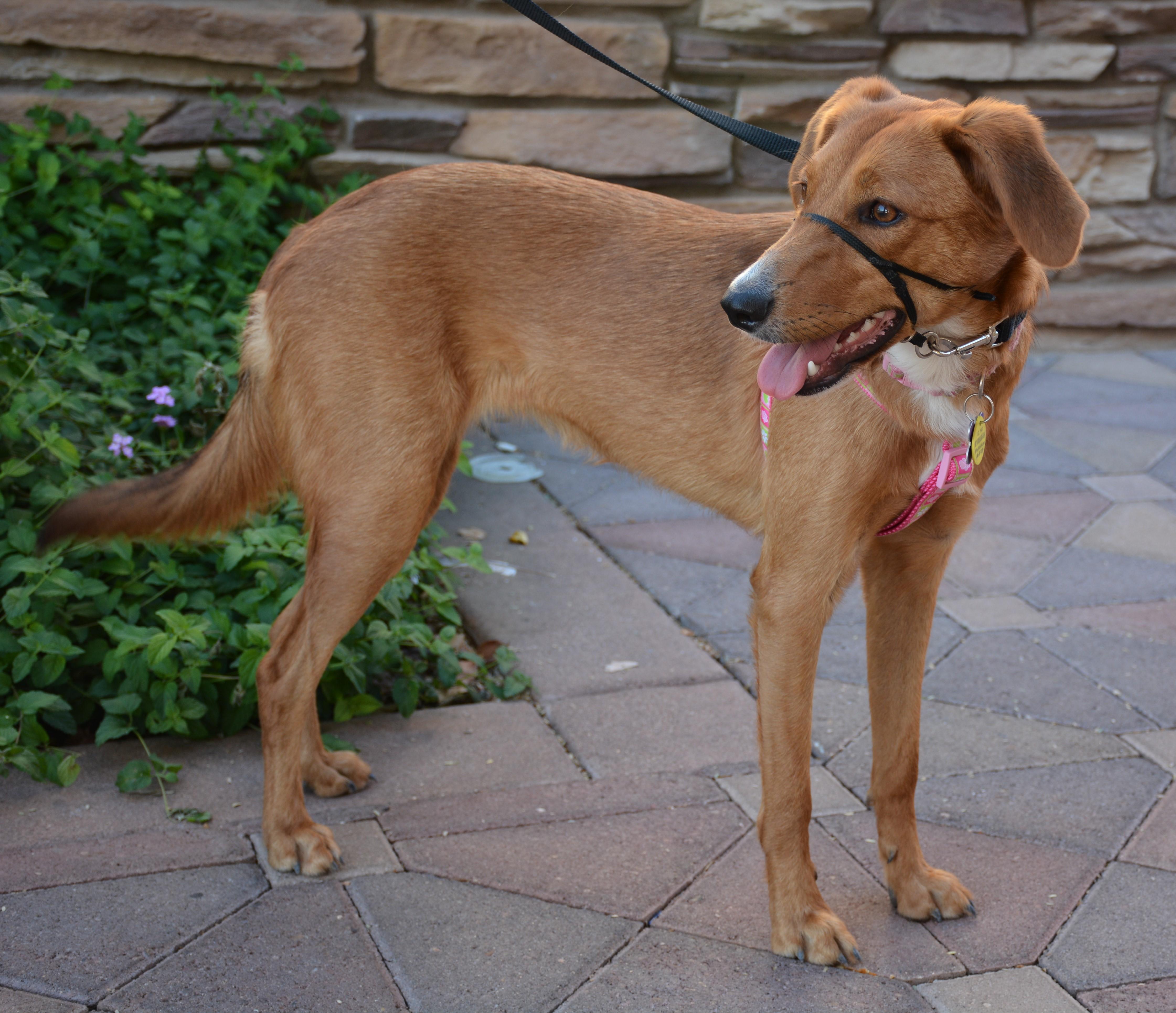 Clementine, an adoptable Australian Shepherd, Redbone Coonhound in Phoenix, AZ, 85048 | Photo Image 2
