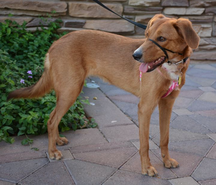 Red 2024 hound mix