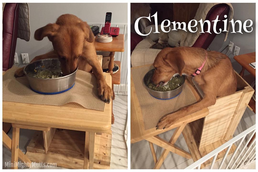 Clementine, an adoptable Australian Shepherd, Redbone Coonhound in Phoenix, AZ, 85048 | Photo Image 3