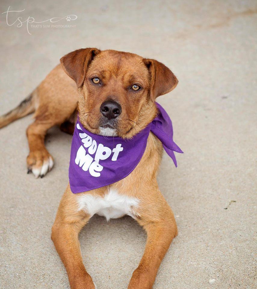 Skye, an adoptable Boxer in Springfield, MO, 65804 | Photo Image 2