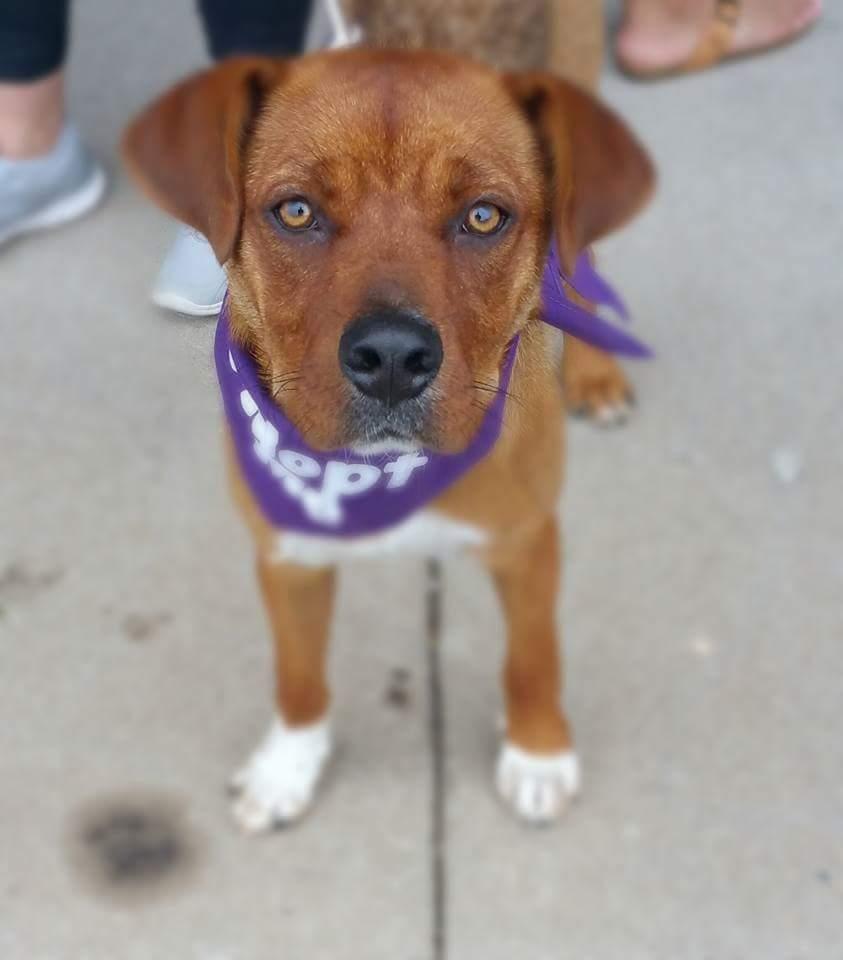 Skye, an adoptable Boxer in Springfield, MO, 65804 | Photo Image 1