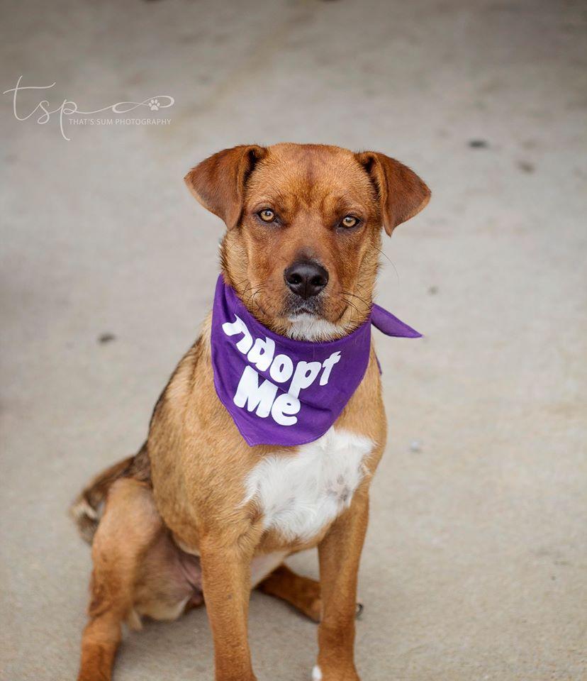 Skye, an adoptable Boxer in Springfield, MO, 65804 | Photo Image 3