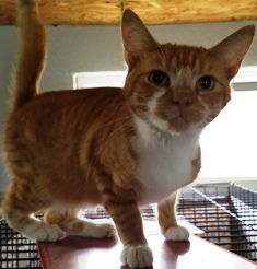 Chip, an adoptable Tabby in Sistersville, WV, 26175 | Photo Image 2