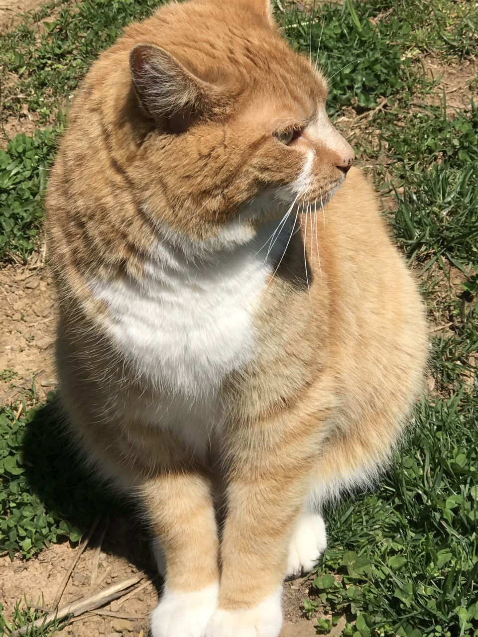 Chip, an adoptable Tabby in Sistersville, WV, 26175 | Photo Image 3