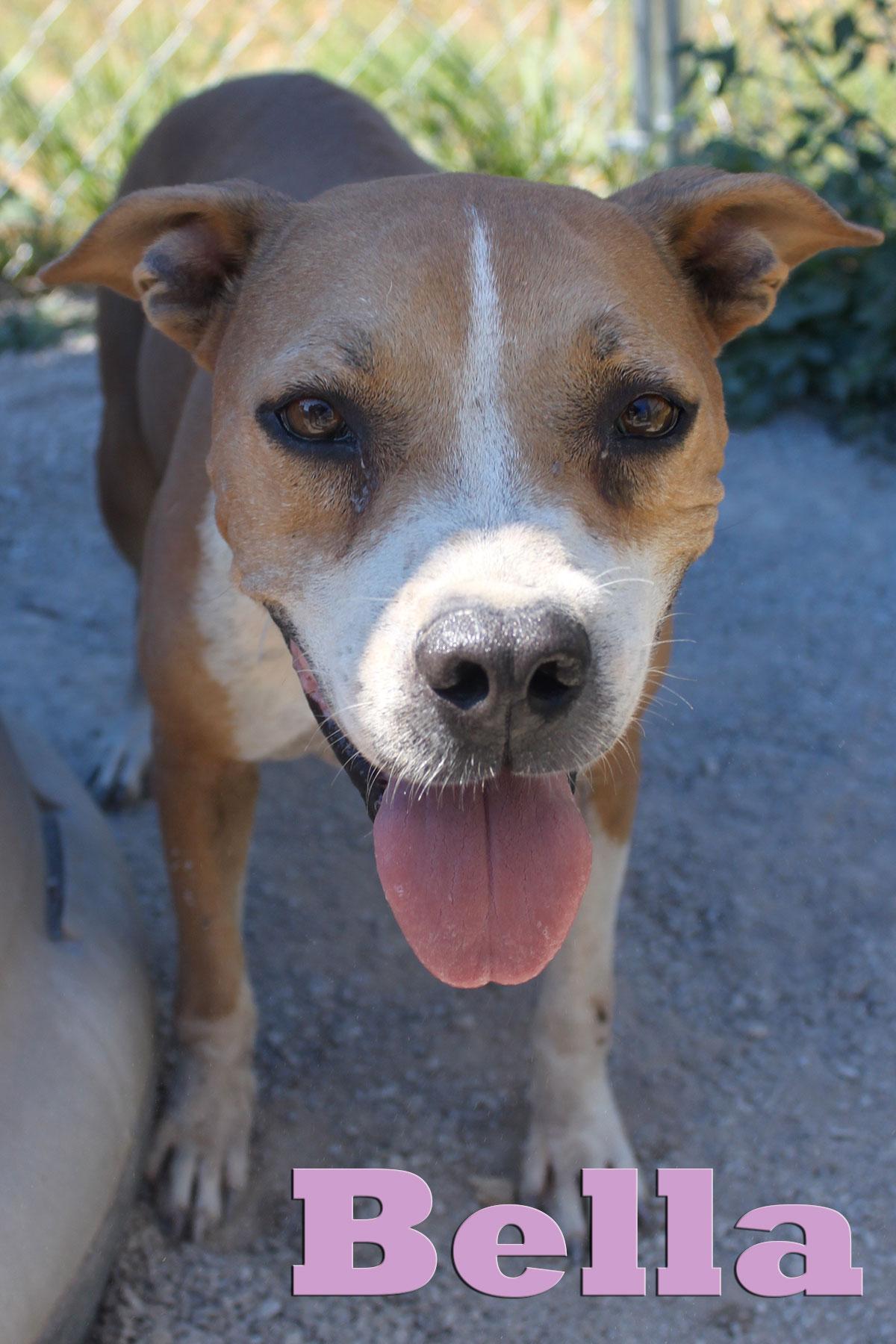 Bella, an adoptable Pit Bull Terrier in Blanchard, OK, 73010 | Photo Image 1