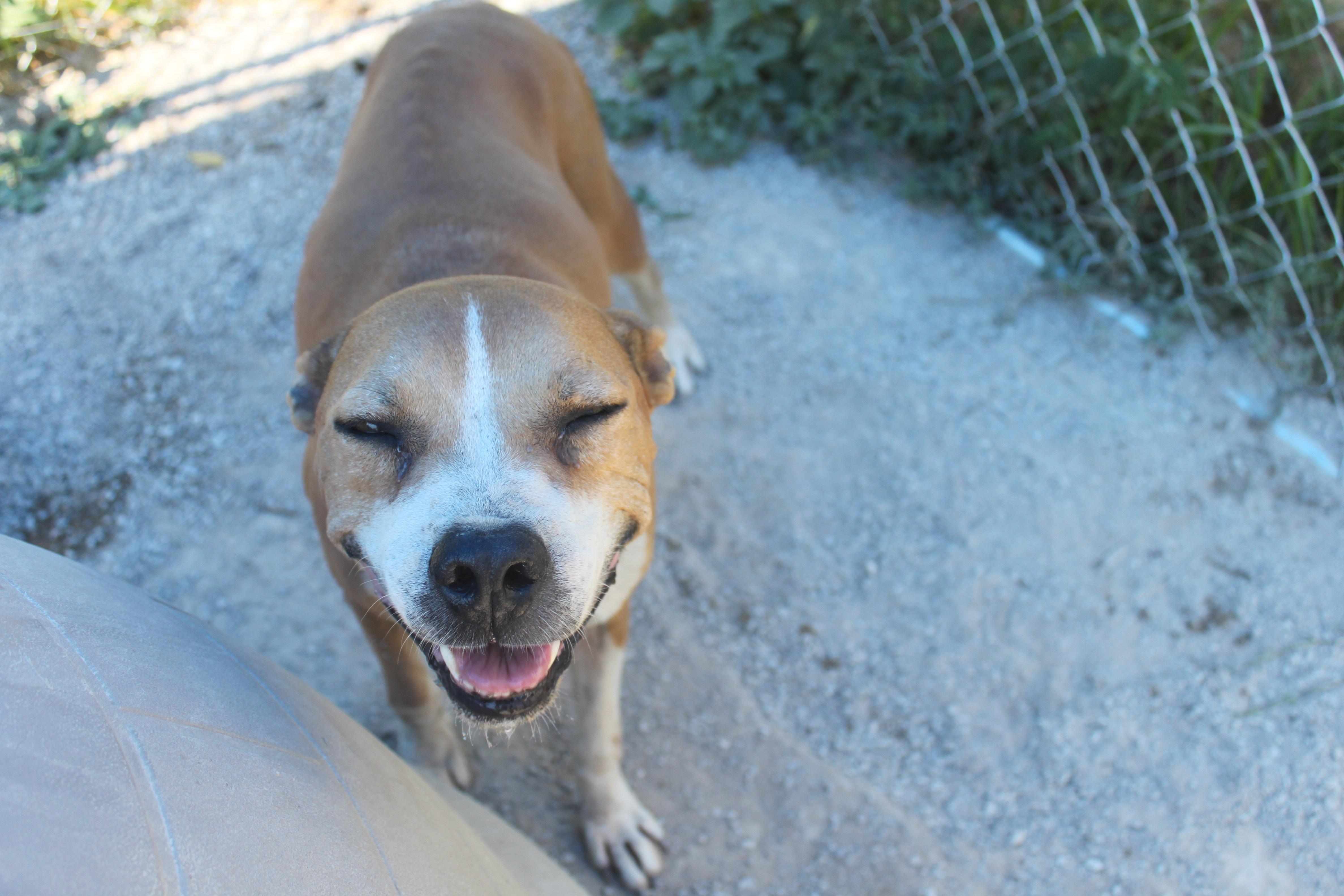 Bella, an adoptable Pit Bull Terrier in Blanchard, OK, 73010 | Photo Image 2