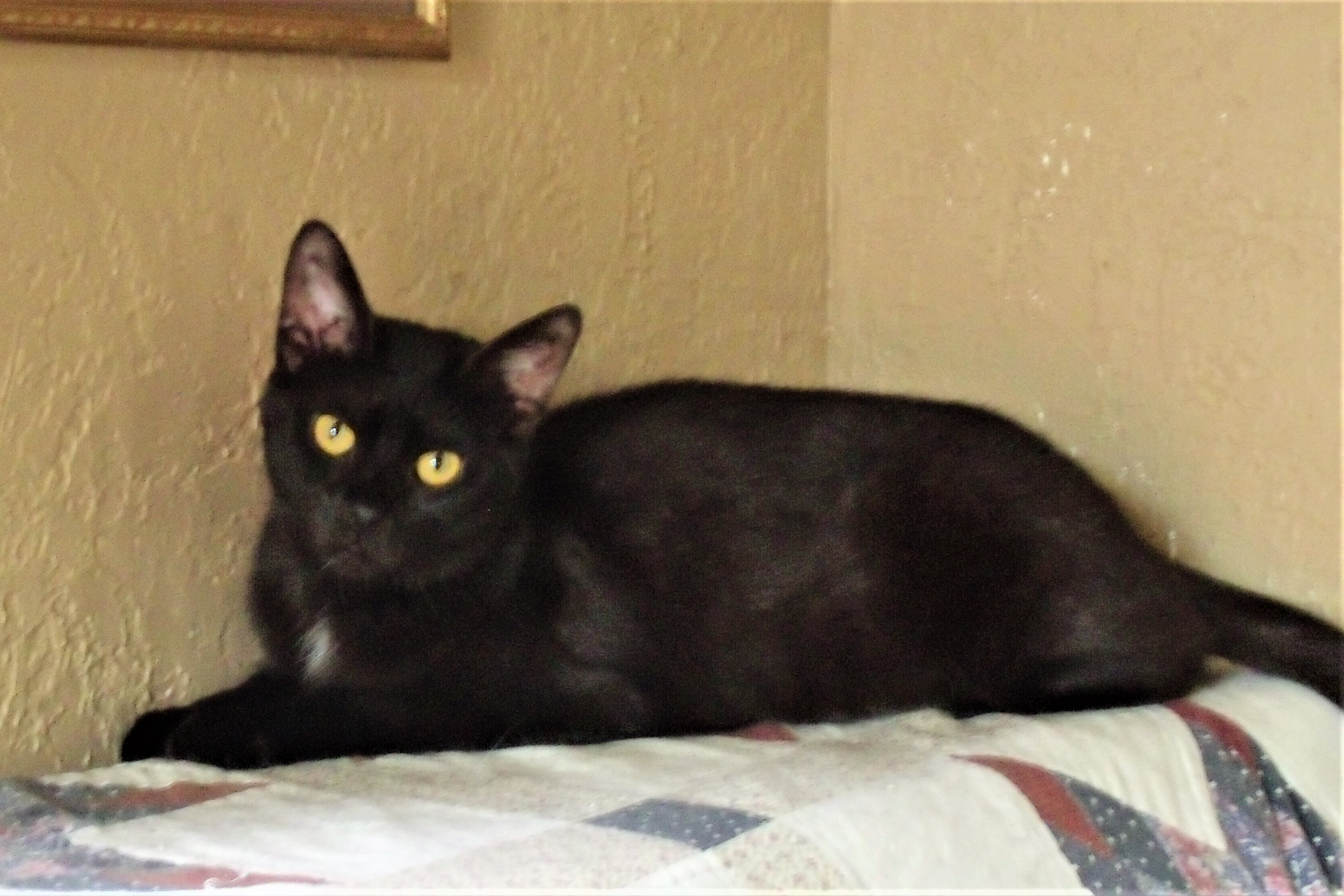 MALCOM, an adoptable Domestic Short Hair in Acme, PA, 15610 | Photo Image 1