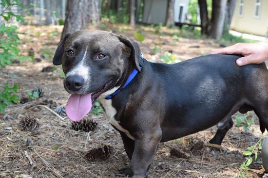 Chaco--I'm a Super Snuggly Dog and People Friendly Guy! 2