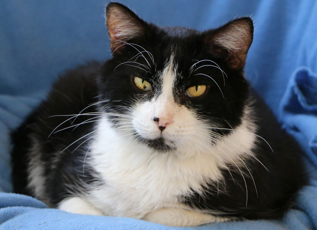 Coby, an adoptable Domestic Short Hair in Charles Town, WV, 25414 | Photo Image 2