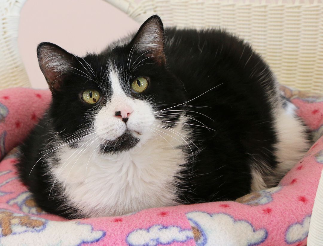 Coby, an adoptable Domestic Short Hair in Charles Town, WV, 25414 | Photo Image 4