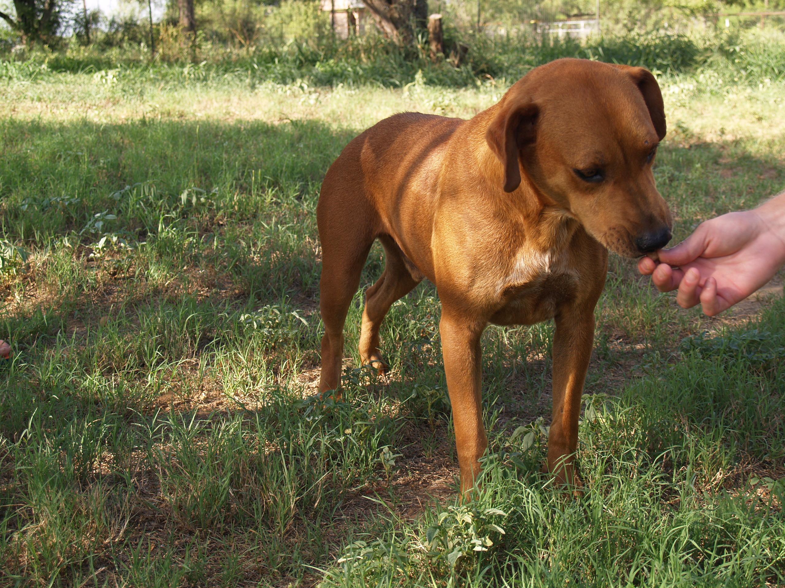 Barook, an adoptable Black Mouth Cur, Labrador Retriever in Bigfoot, TX, 78005 | Photo Image 3