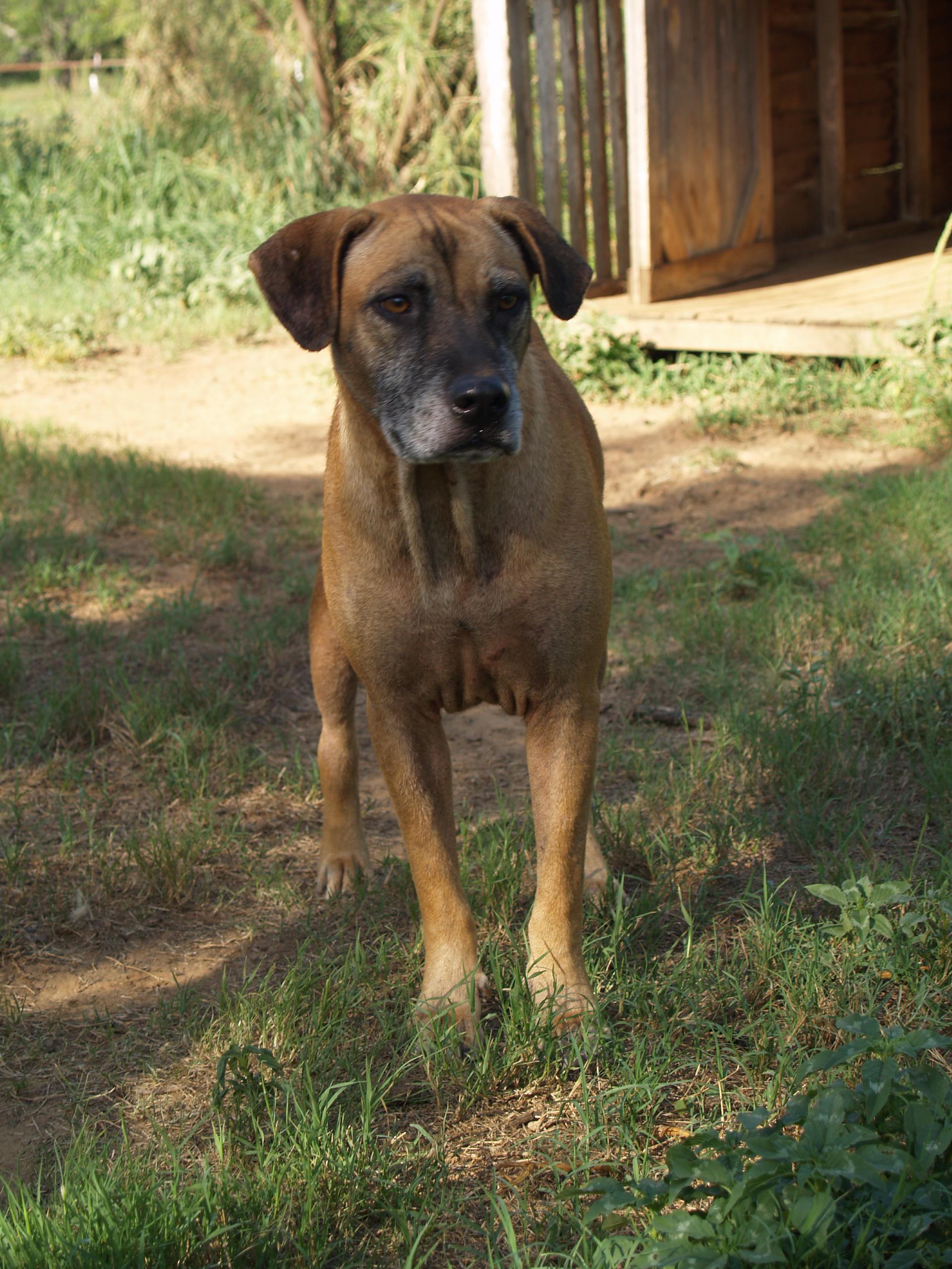 Gael, an adoptable Black Mouth Cur, Labrador Retriever in Bigfoot, TX, 78005 | Photo Image 2