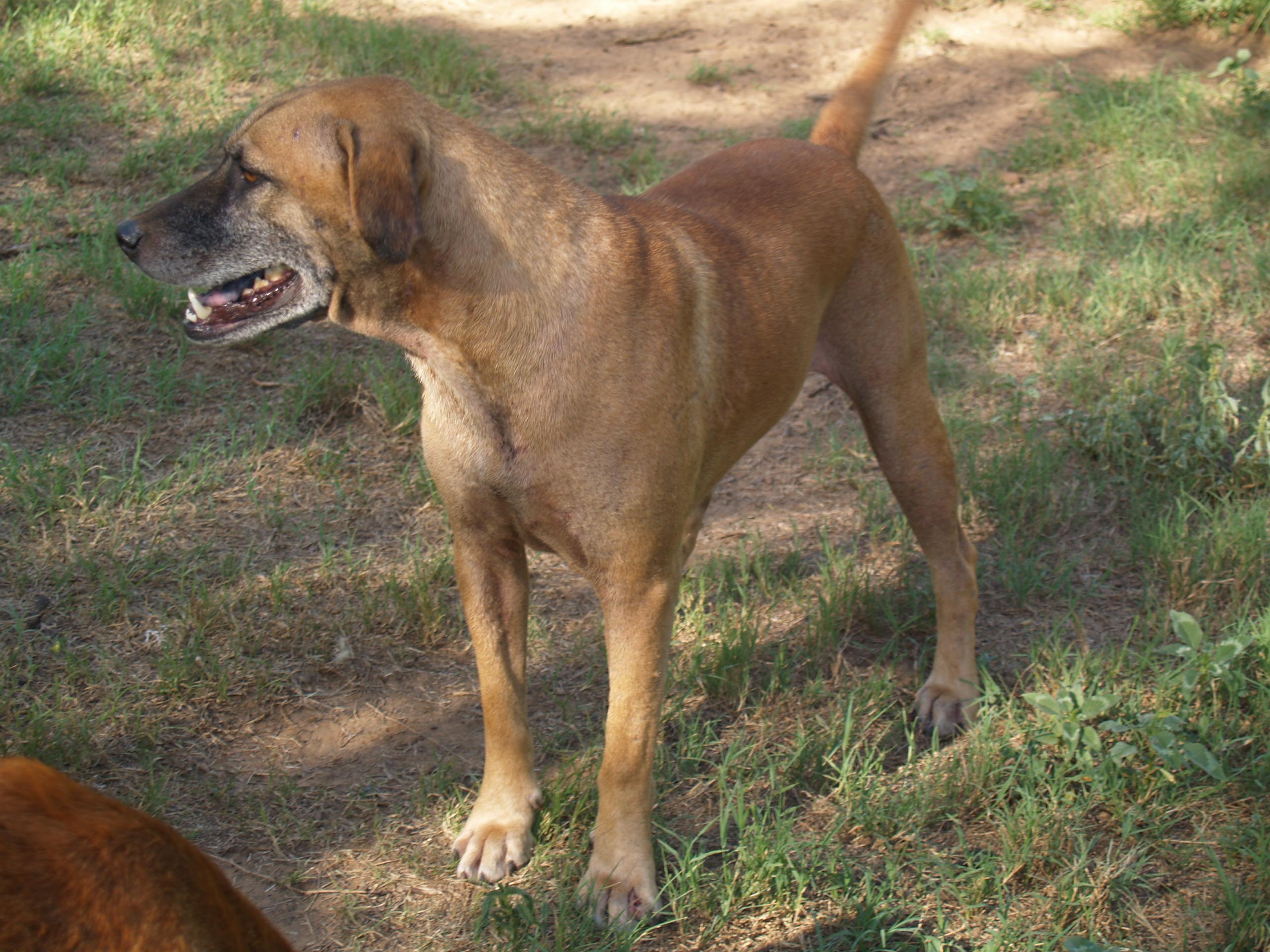 Gael, an adoptable Black Mouth Cur, Labrador Retriever in Bigfoot, TX, 78005 | Photo Image 3