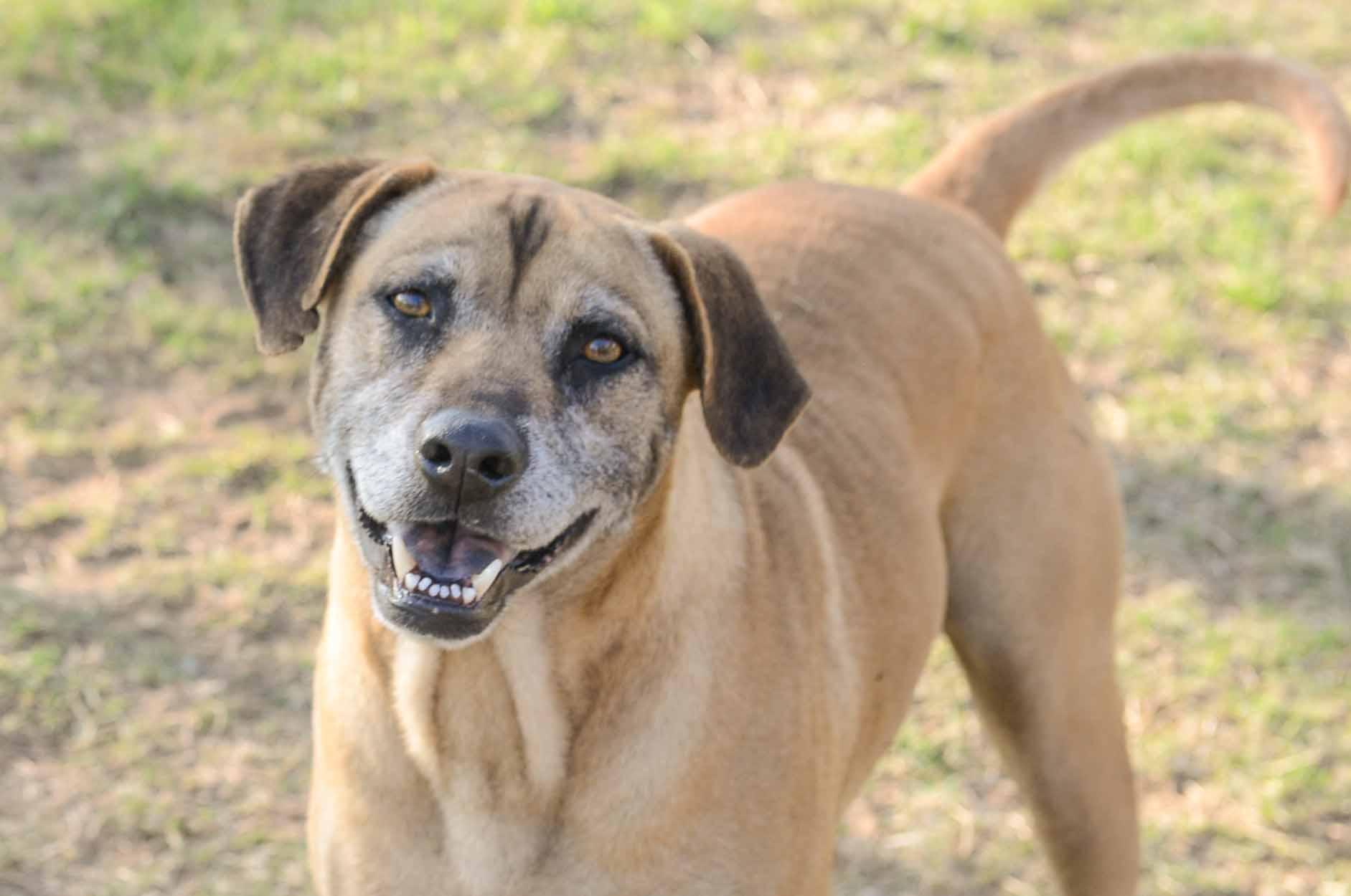 Gael, an adoptable Black Mouth Cur, Labrador Retriever in Bigfoot, TX, 78005 | Photo Image 1