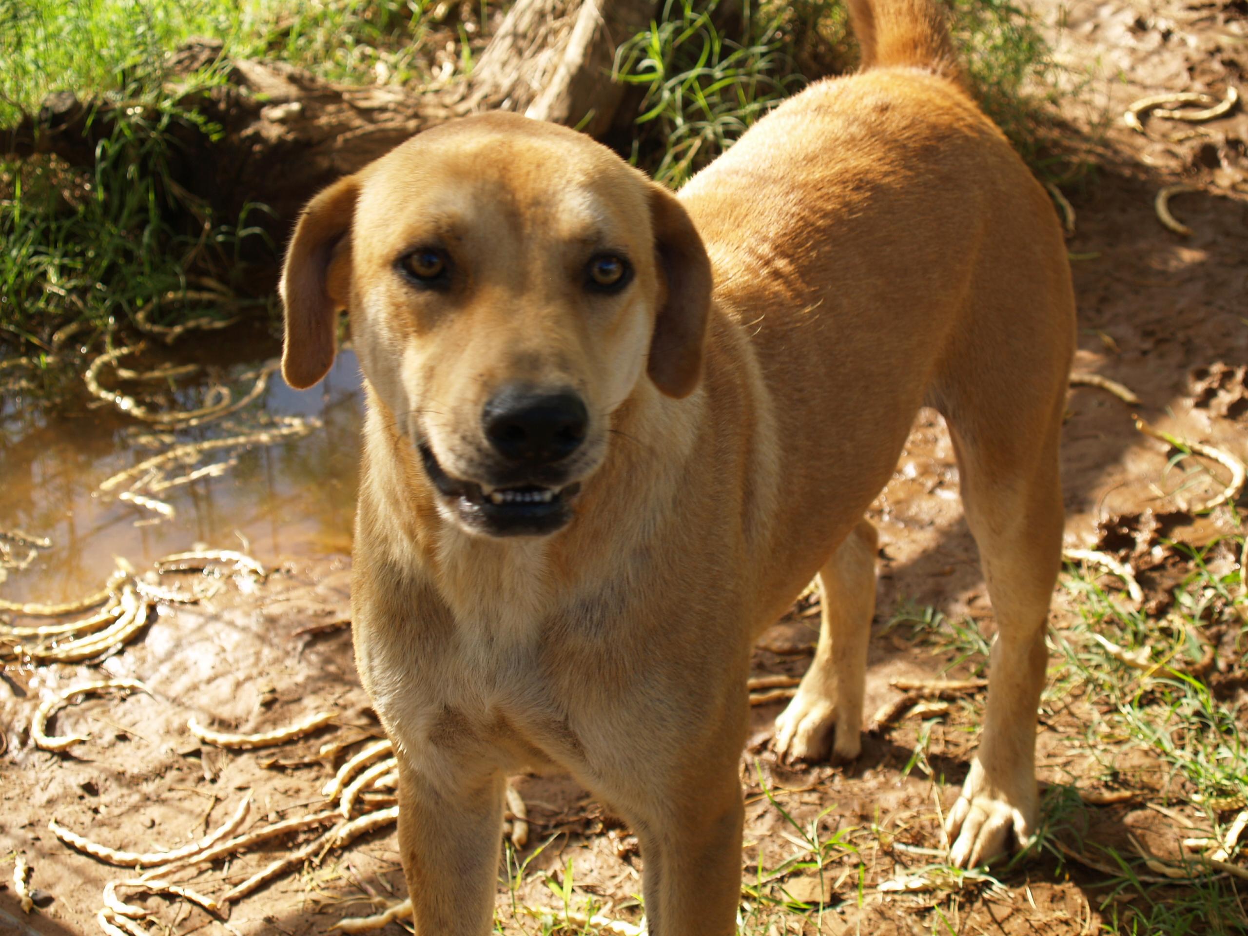 Lucas, an adoptable Black Mouth Cur, Labrador Retriever in Bigfoot, TX, 78005 | Photo Image 3