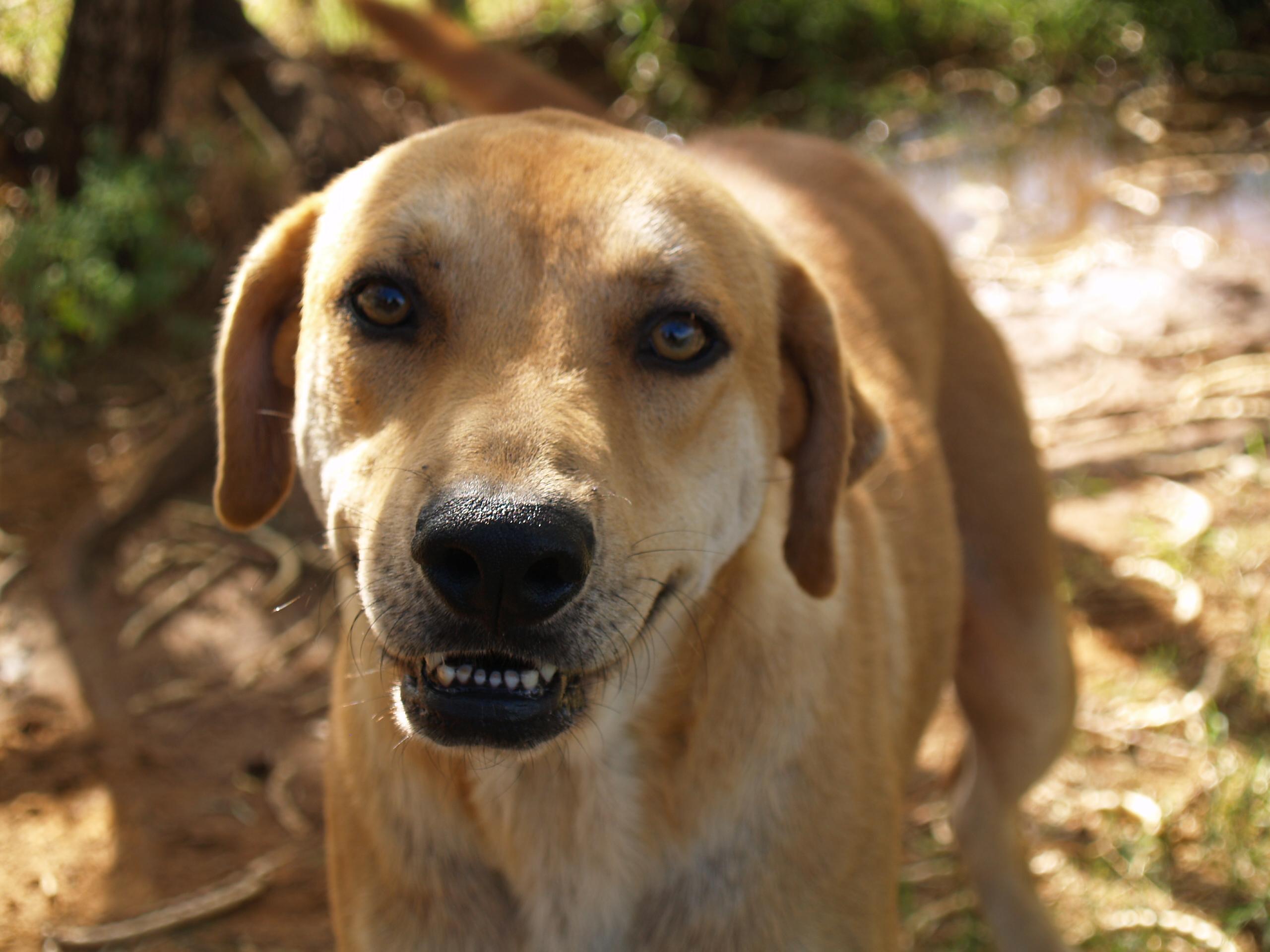 Lucas, an adoptable Black Mouth Cur, Labrador Retriever in Bigfoot, TX, 78005 | Photo Image 1