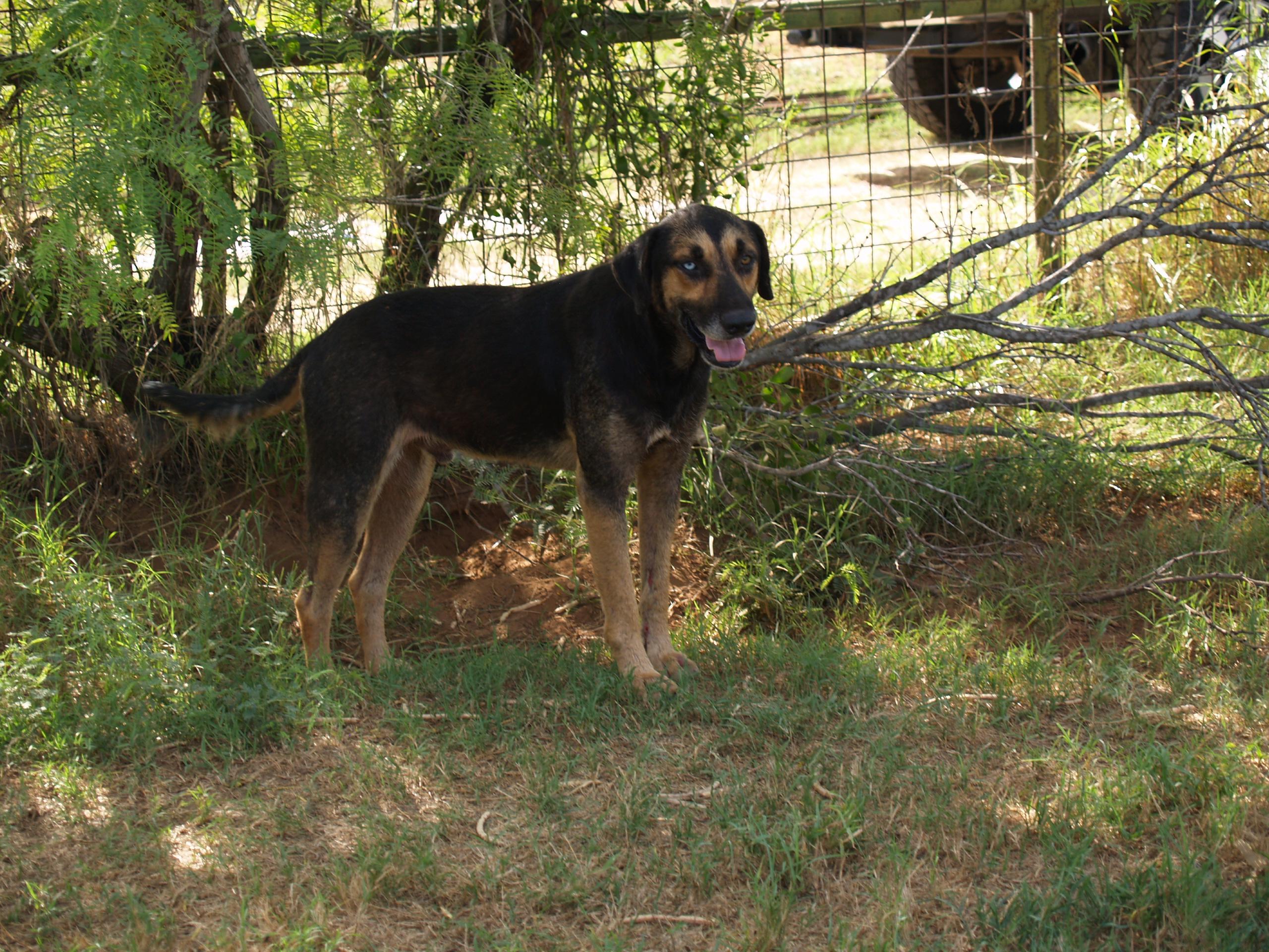 Blue, an adoptable Catahoula Leopard Dog, Shepherd in Bigfoot, TX, 78005 | Photo Image 2