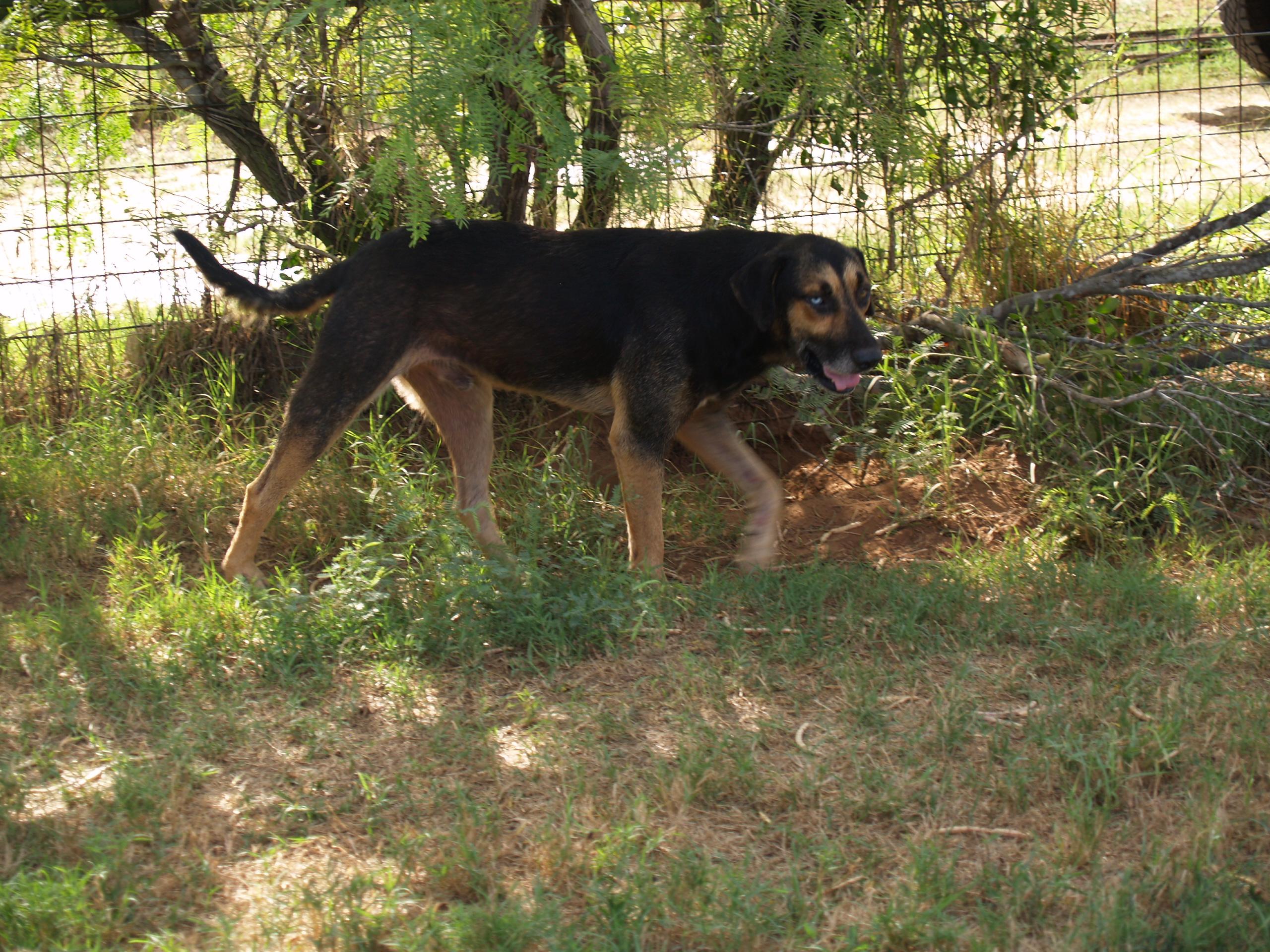 Blue, an adoptable Catahoula Leopard Dog, Shepherd in Bigfoot, TX, 78005 | Photo Image 3