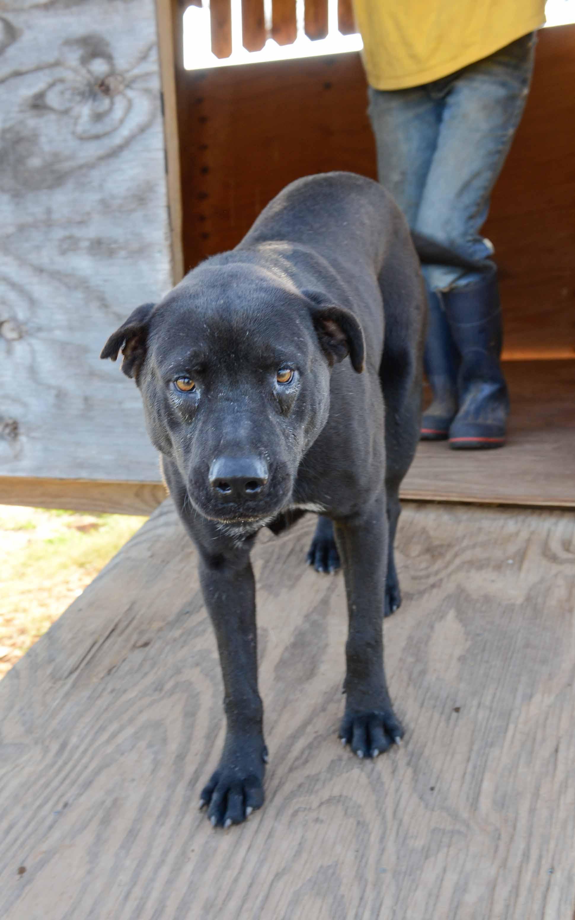 Ranger, an adoptable Labrador Retriever in Bigfoot, TX, 78005 | Photo Image 2