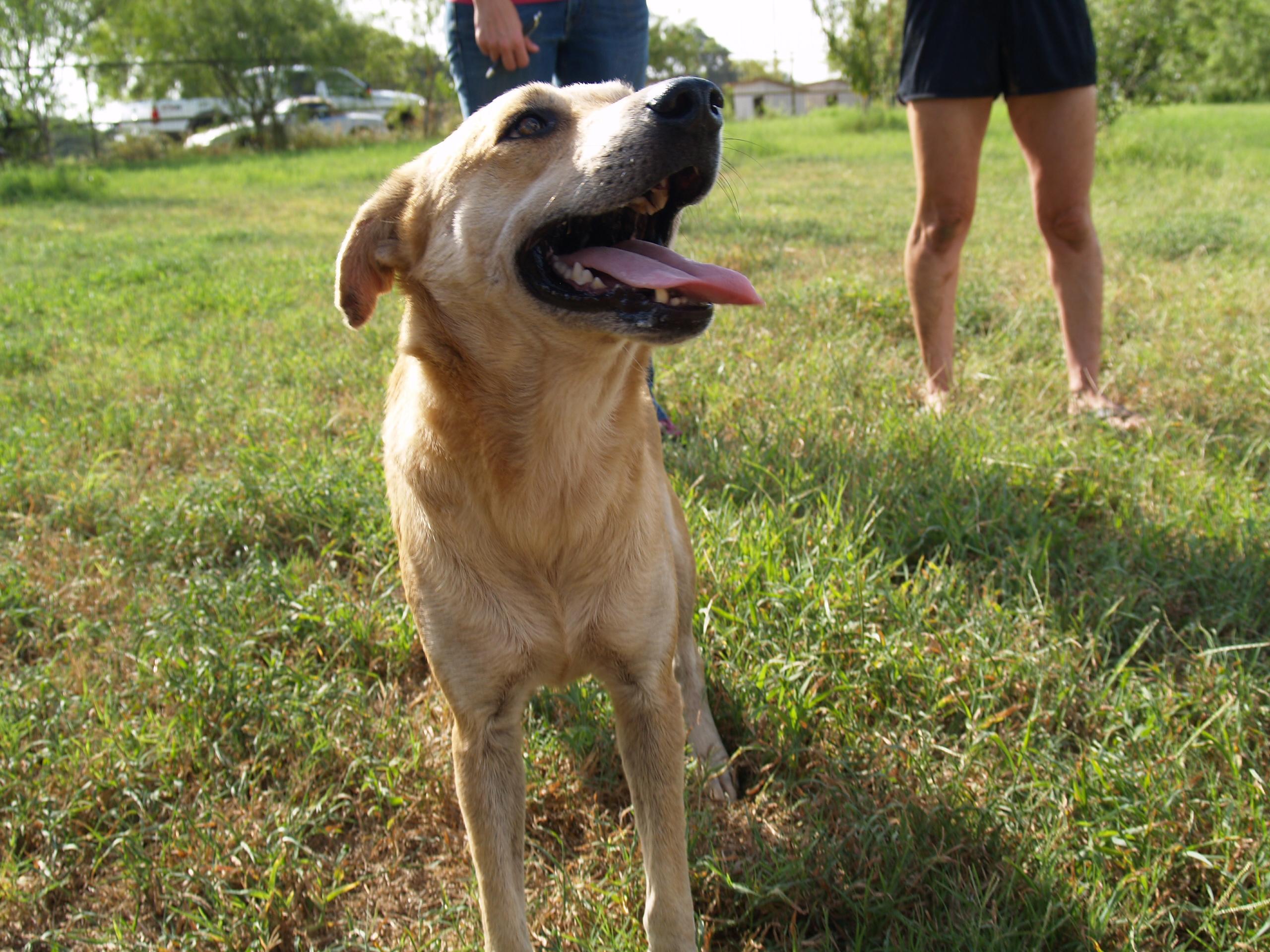 Sara, an adoptable Shepherd, Labrador Retriever in Bigfoot, TX, 78005 | Photo Image 1