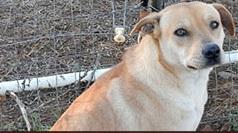 Sara, an adoptable Shepherd, Labrador Retriever in Bigfoot, TX, 78005 | Photo Image 2