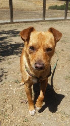 Tex, an adopted Terrier Mix in Petaluma, CA_image-1