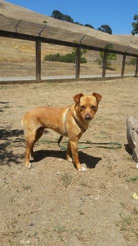 Tex, an adopted Terrier Mix in Petaluma, CA_image-2