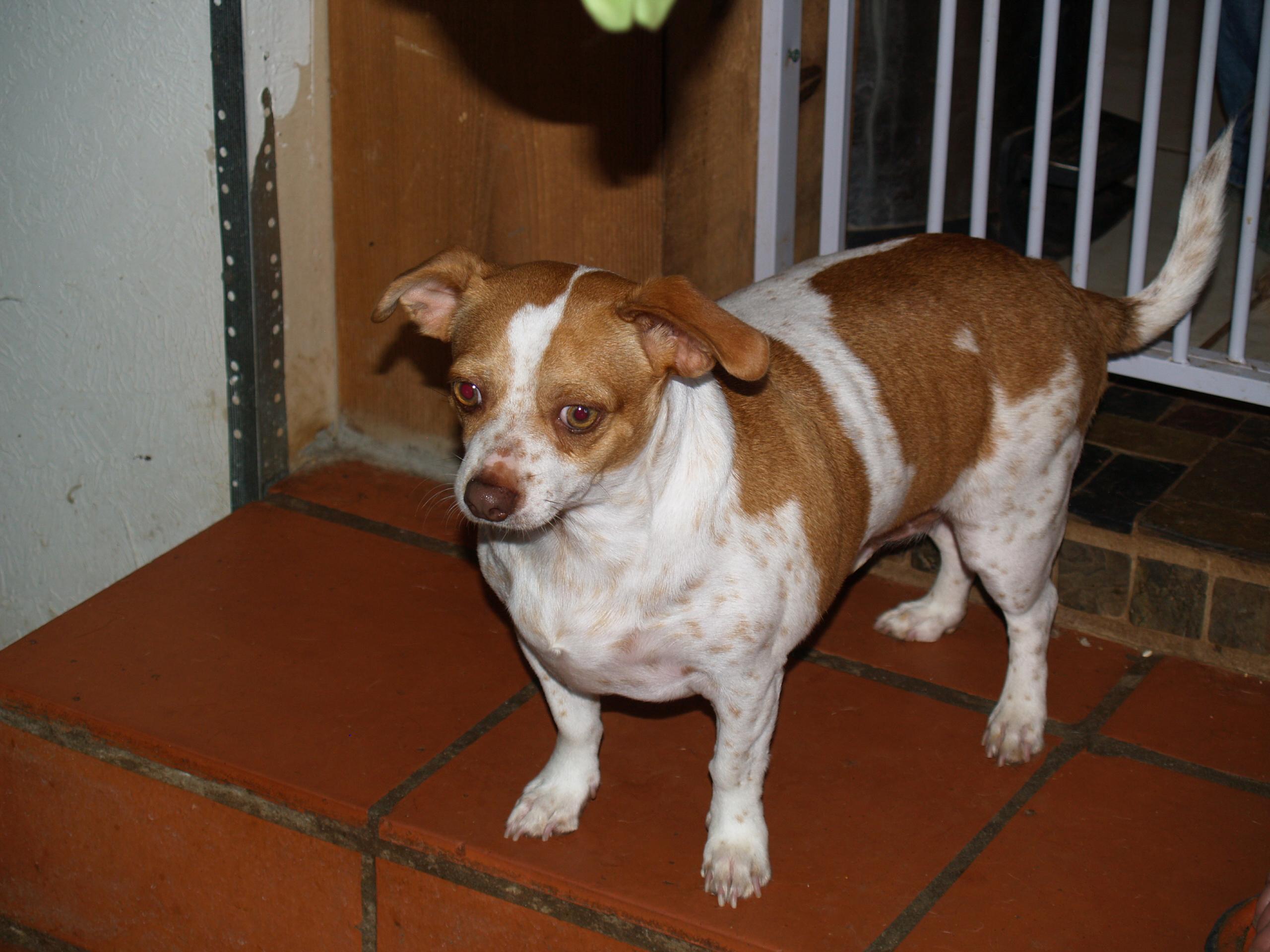 Buddy, an adoptable Rat Terrier, Dachshund in Bigfoot, TX, 78005 | Photo Image 1
