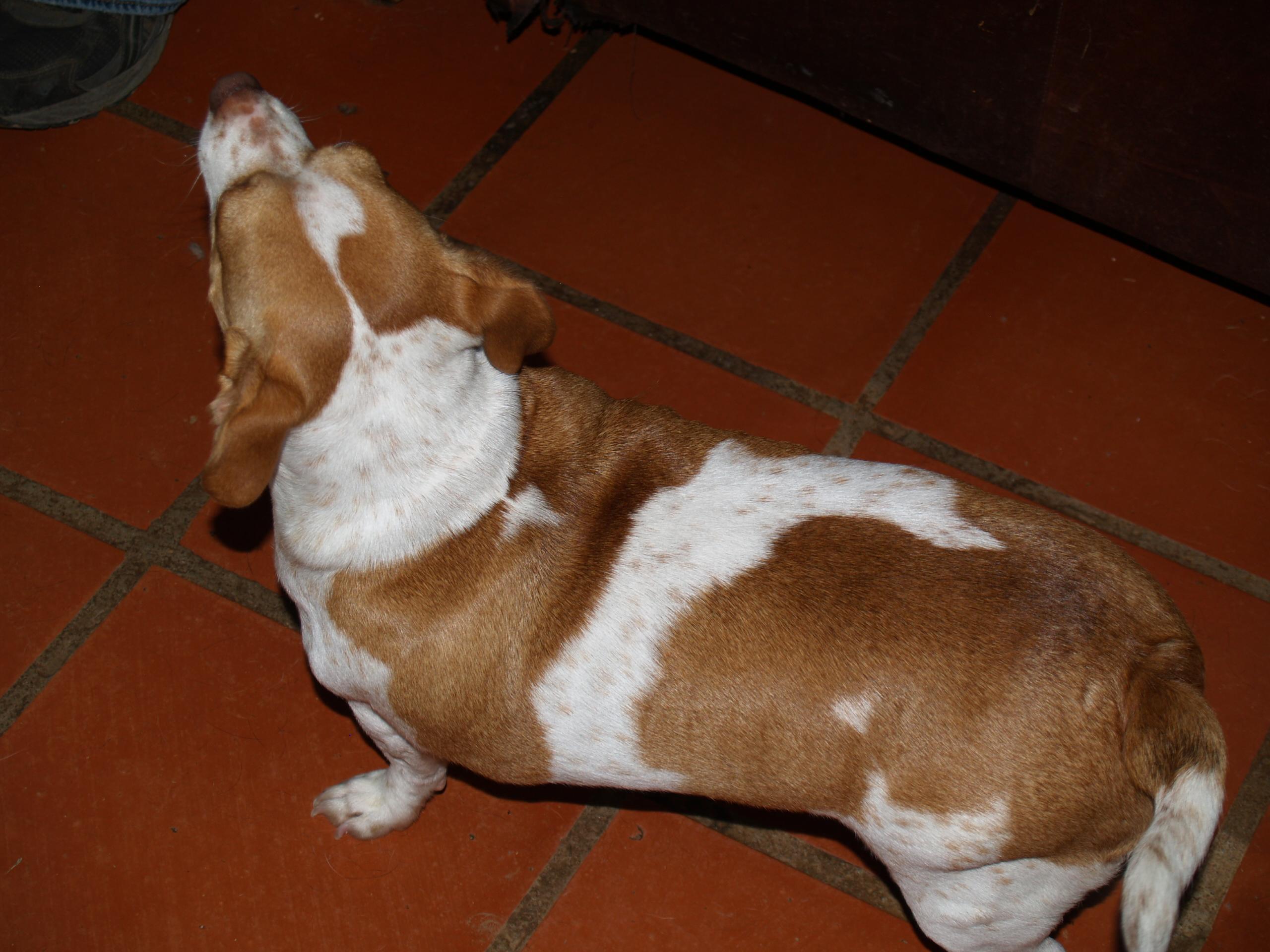 Buddy, an adoptable Rat Terrier, Dachshund in Bigfoot, TX, 78005 | Photo Image 2