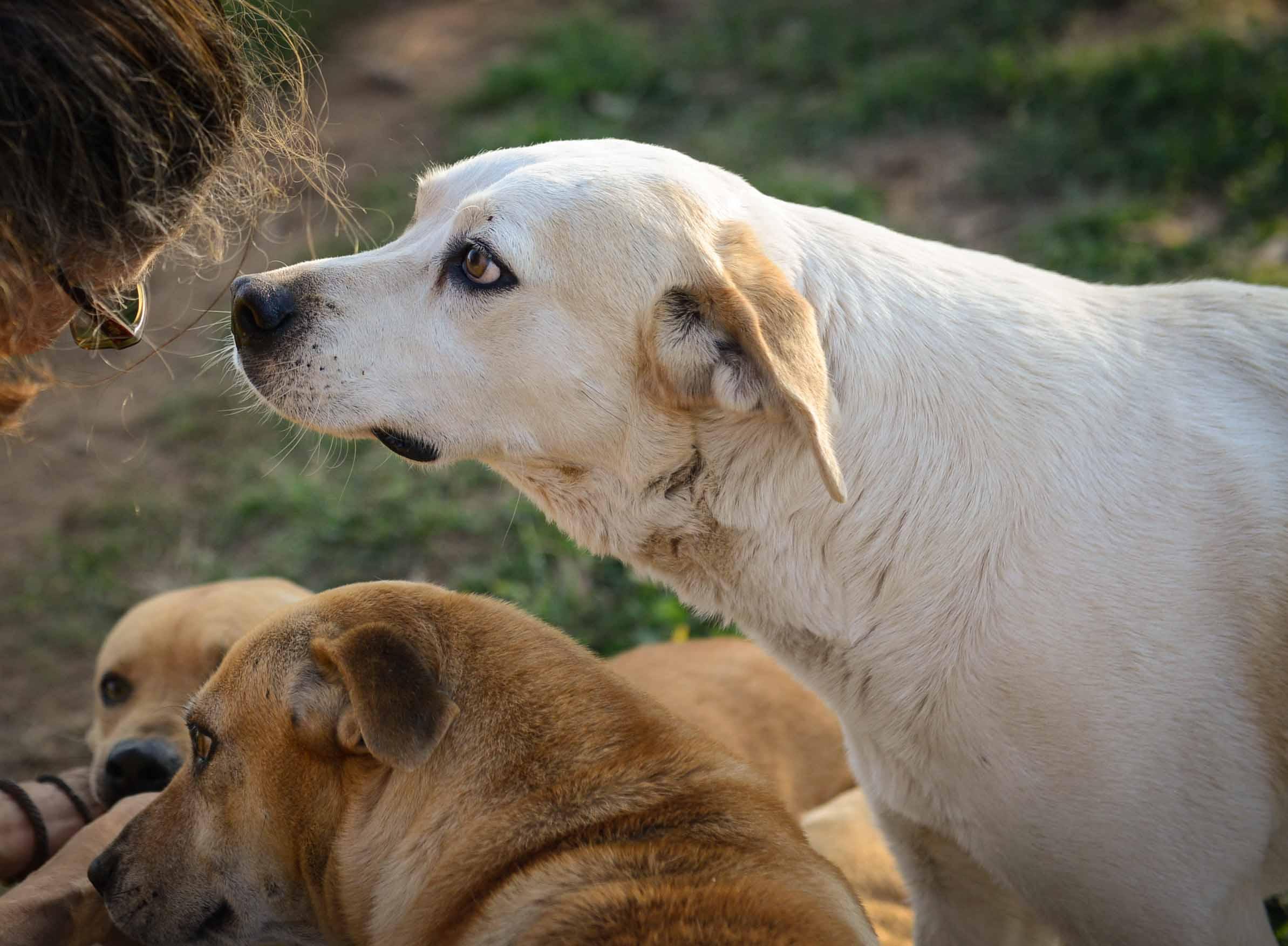 Kike, an adoptable Hound, Labrador Retriever in Bigfoot, TX, 78005 | Photo Image 2