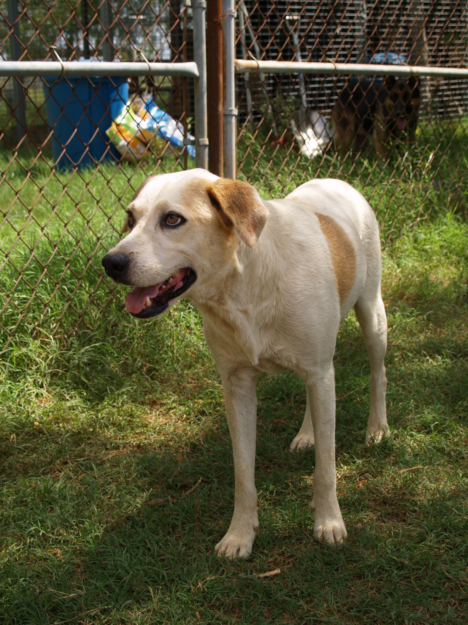 Kike, an adoptable Hound, Labrador Retriever in Bigfoot, TX, 78005 | Photo Image 1