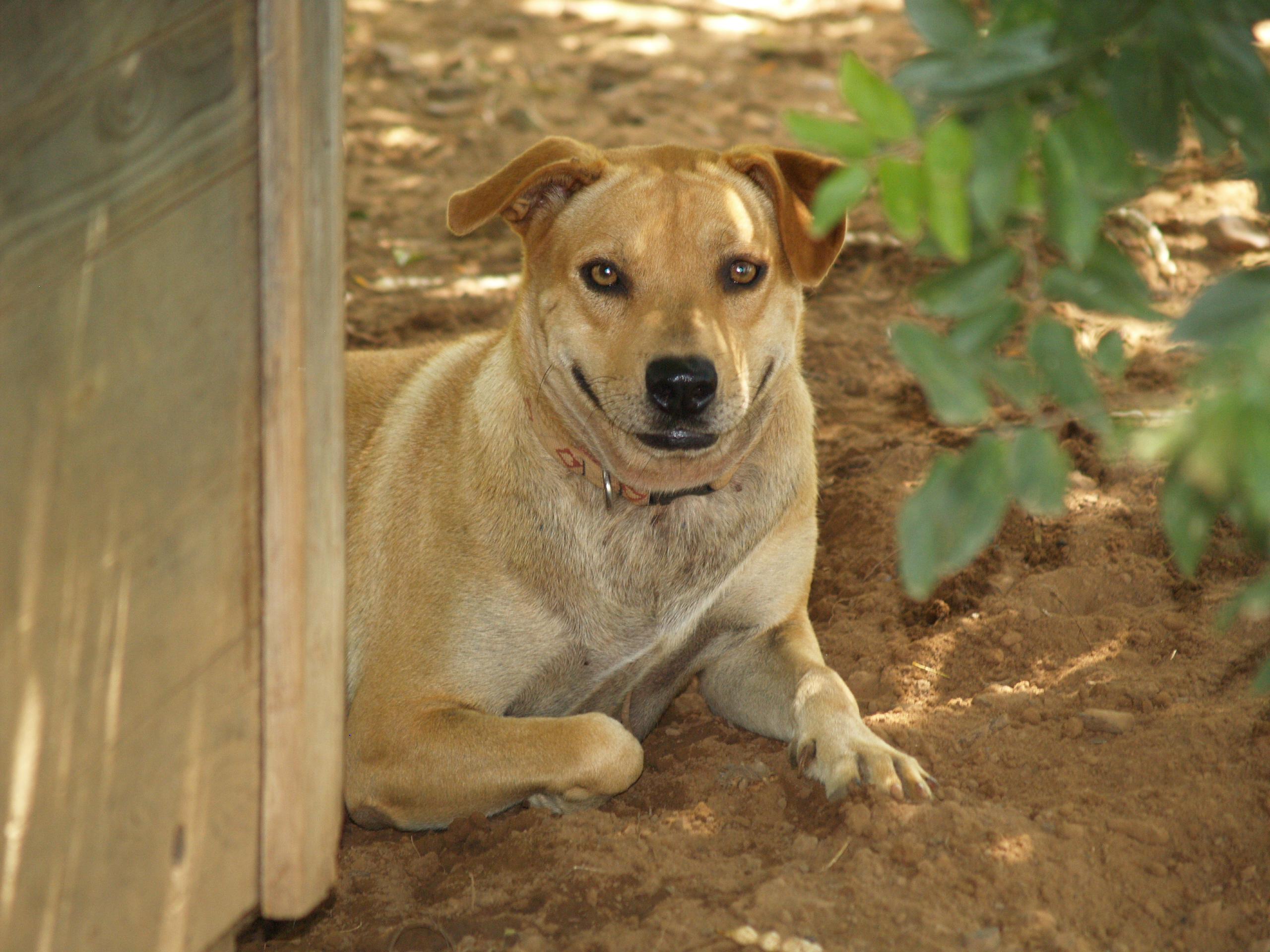 Sandra, an adoptable Labrador Retriever, Shepherd in Bigfoot, TX, 78005 | Photo Image 1