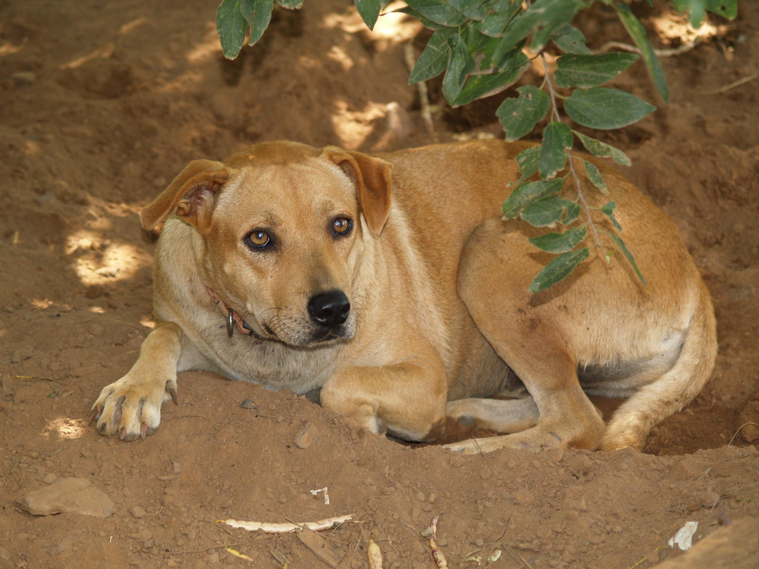Sandra, an adoptable Labrador Retriever, Shepherd in Bigfoot, TX, 78005 | Photo Image 3
