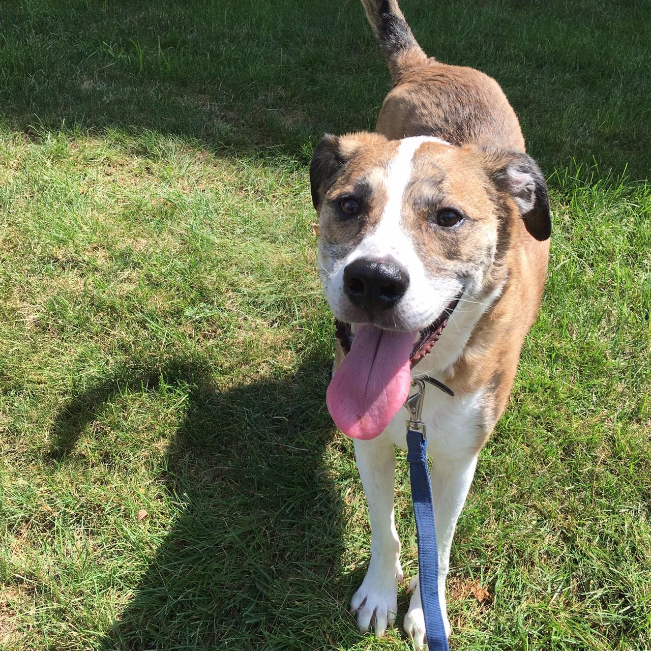 Shea, an adoptable Shepherd in Warren, NJ, 07059 | Photo Image 2