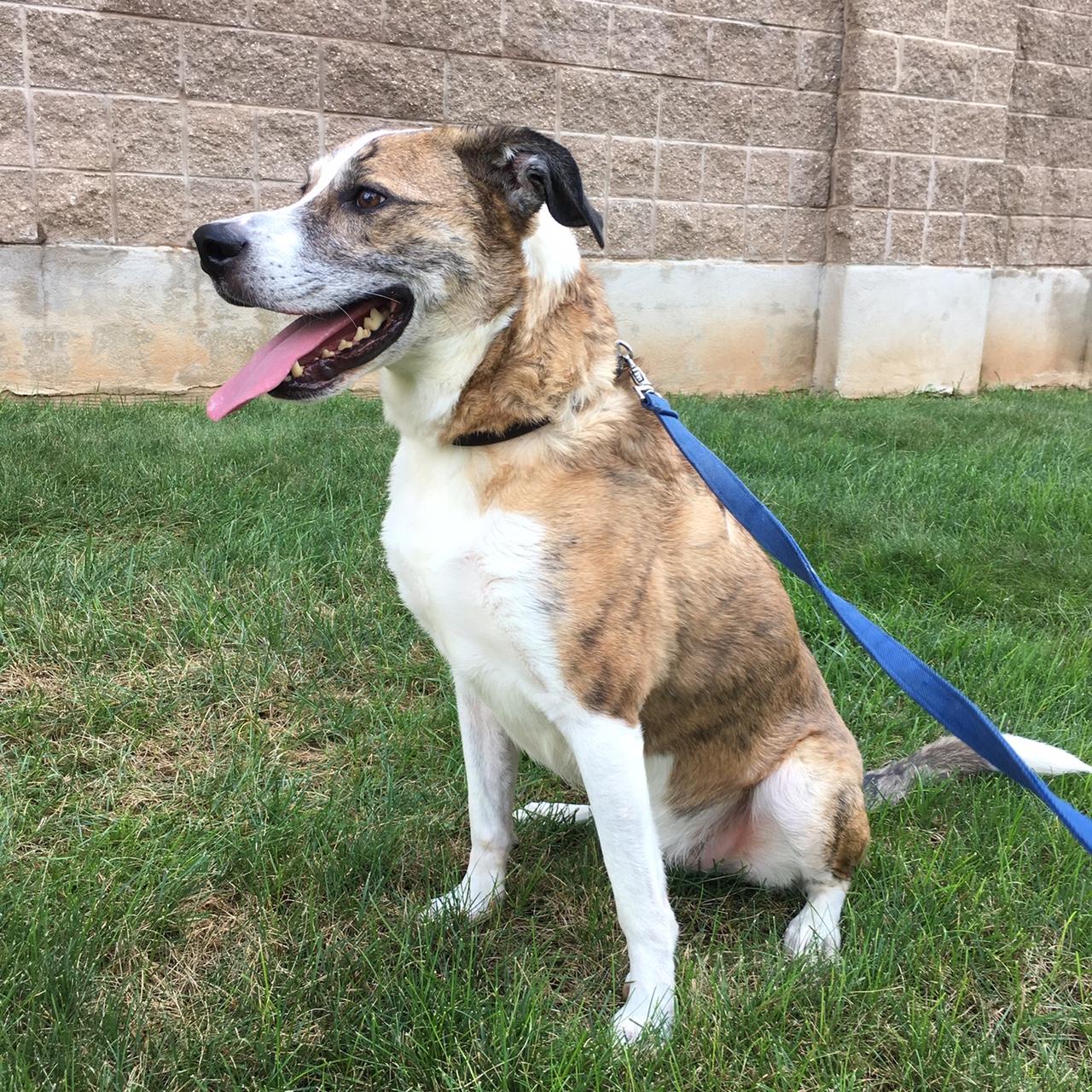 Shea, an adoptable Shepherd in Warren, NJ, 07059 | Photo Image 3