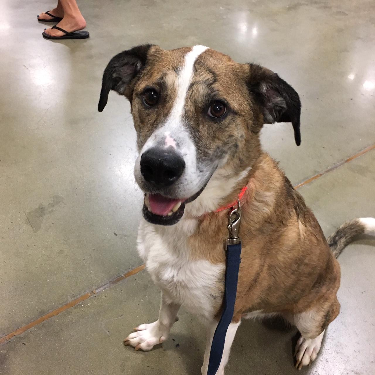 Shea, an adoptable Shepherd in Warren, NJ, 07059 | Photo Image 1