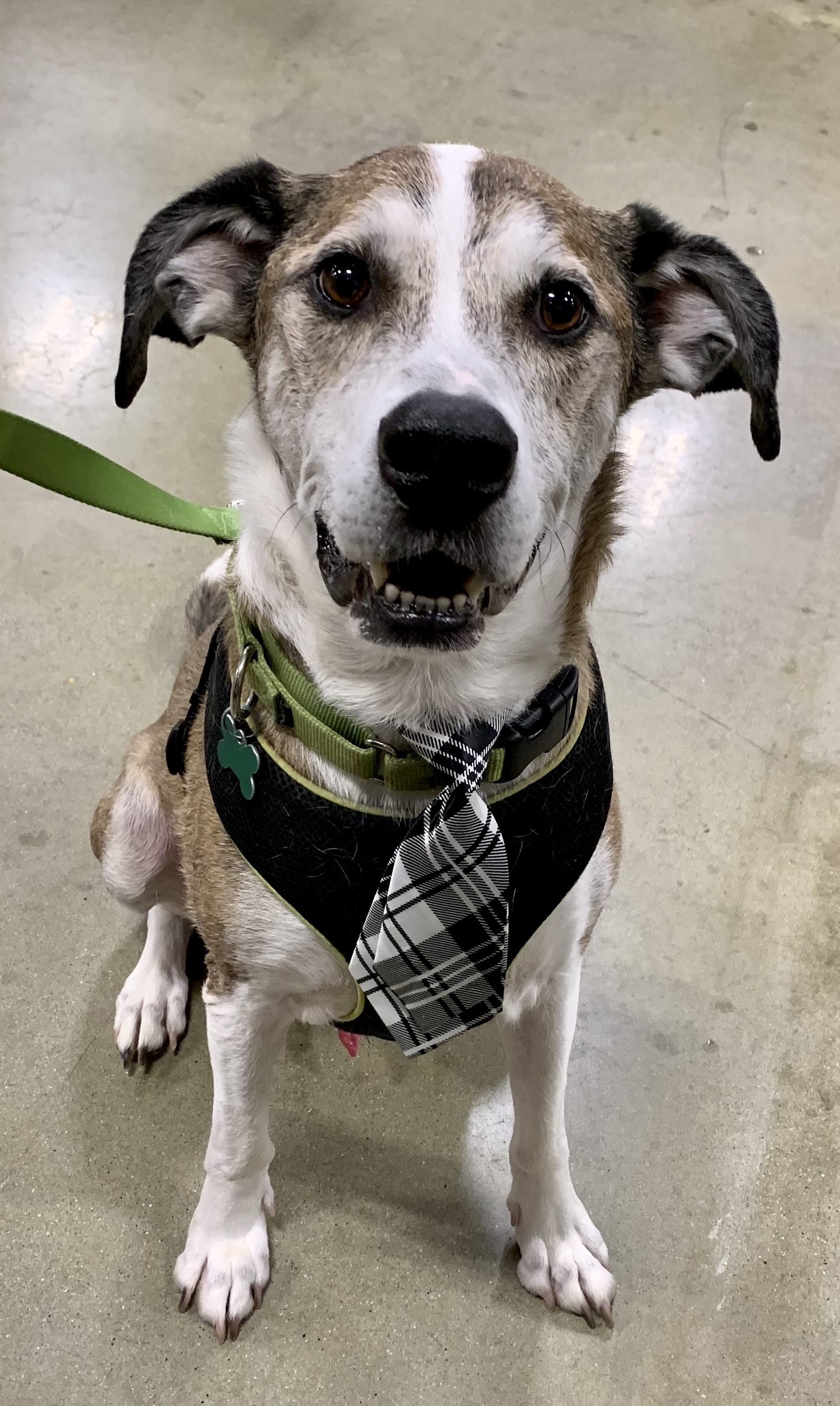 Shea, an adoptable Shepherd in Warren, NJ, 07059 | Photo Image 4