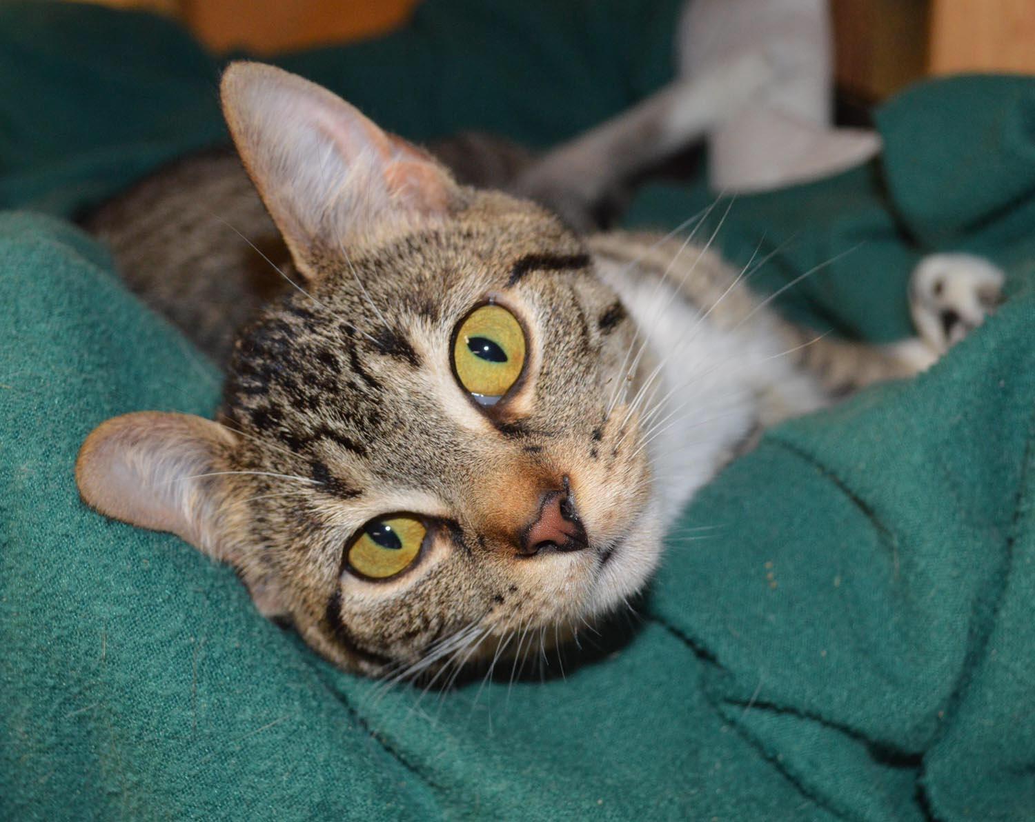 Winnie, an adoptable Domestic Short Hair in St. Marys, OH, 45885 | Photo Image 1