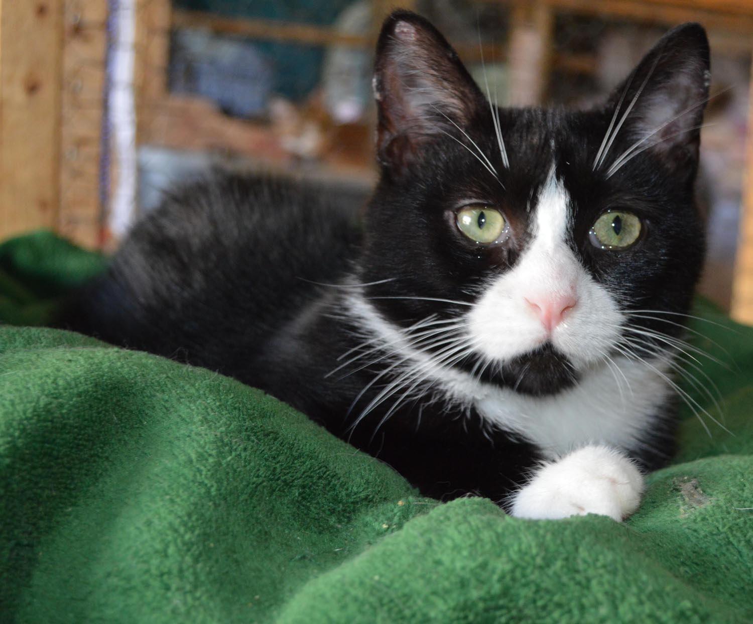 Ashton and Addison , an adoptable Domestic Short Hair in St. Marys, OH, 45885 | Photo Image 2