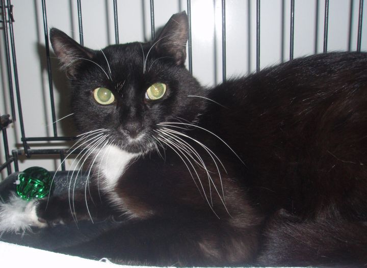 Armani, an adoptable Domestic Short Hair & Tuxedo Mix in Germansville, PA_image-3