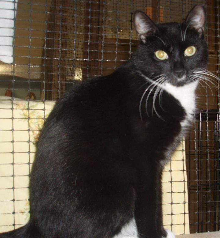Armani, an adoptable Domestic Short Hair & Tuxedo Mix in Germansville, PA_image-1