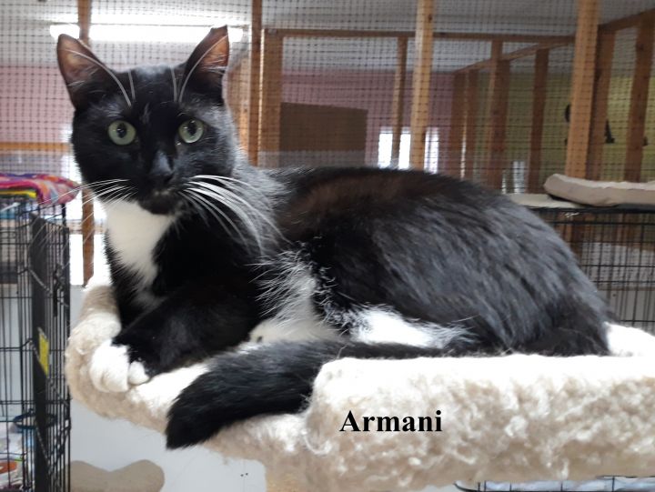 Armani, an adoptable Domestic Short Hair & Tuxedo Mix in Germansville, PA_image-4