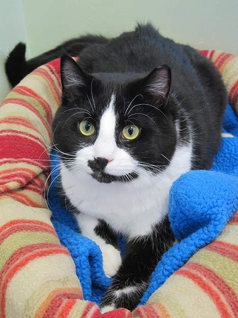 Marshall, an adopted Domestic Short Hair Mix in Norwalk, CT_image-2