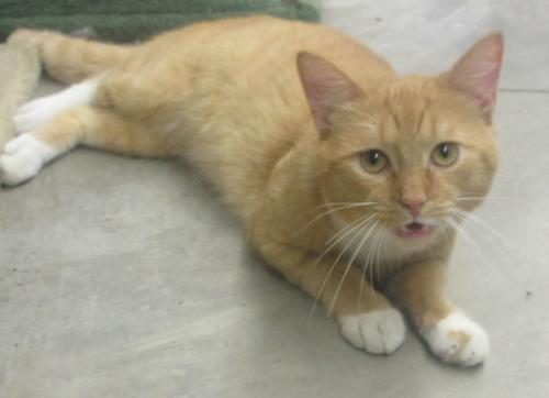 Nick: EPILEPTIC, an adoptable Domestic Short Hair in Elkins, WV, 26241 | Photo Image 1