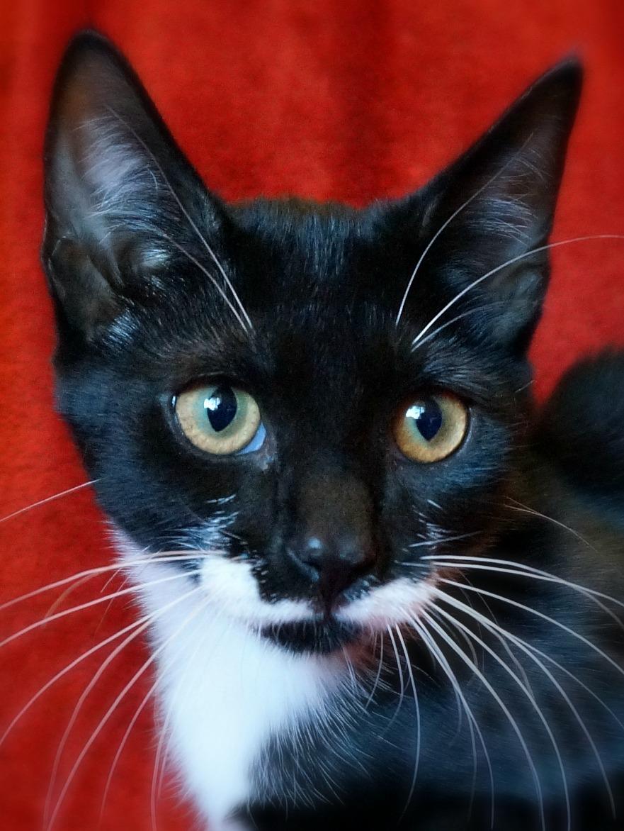 Isabella, an adoptable Domestic Short Hair, Tuxedo in Greensboro, NC, 27409 | Photo Image 2