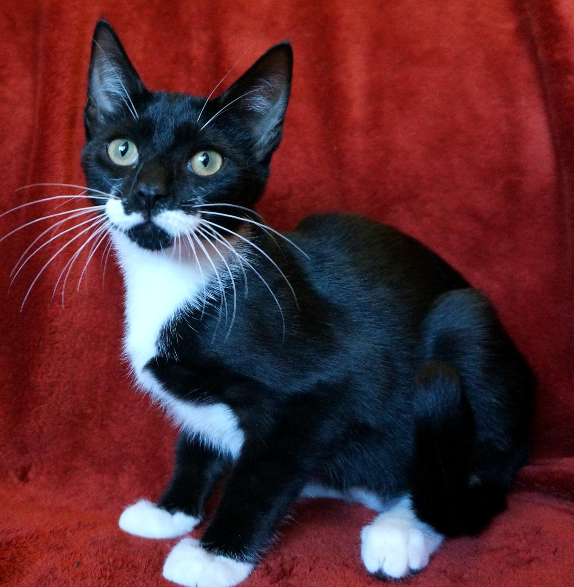 Isabella, an adoptable Domestic Short Hair, Tuxedo in Greensboro, NC, 27409 | Photo Image 4