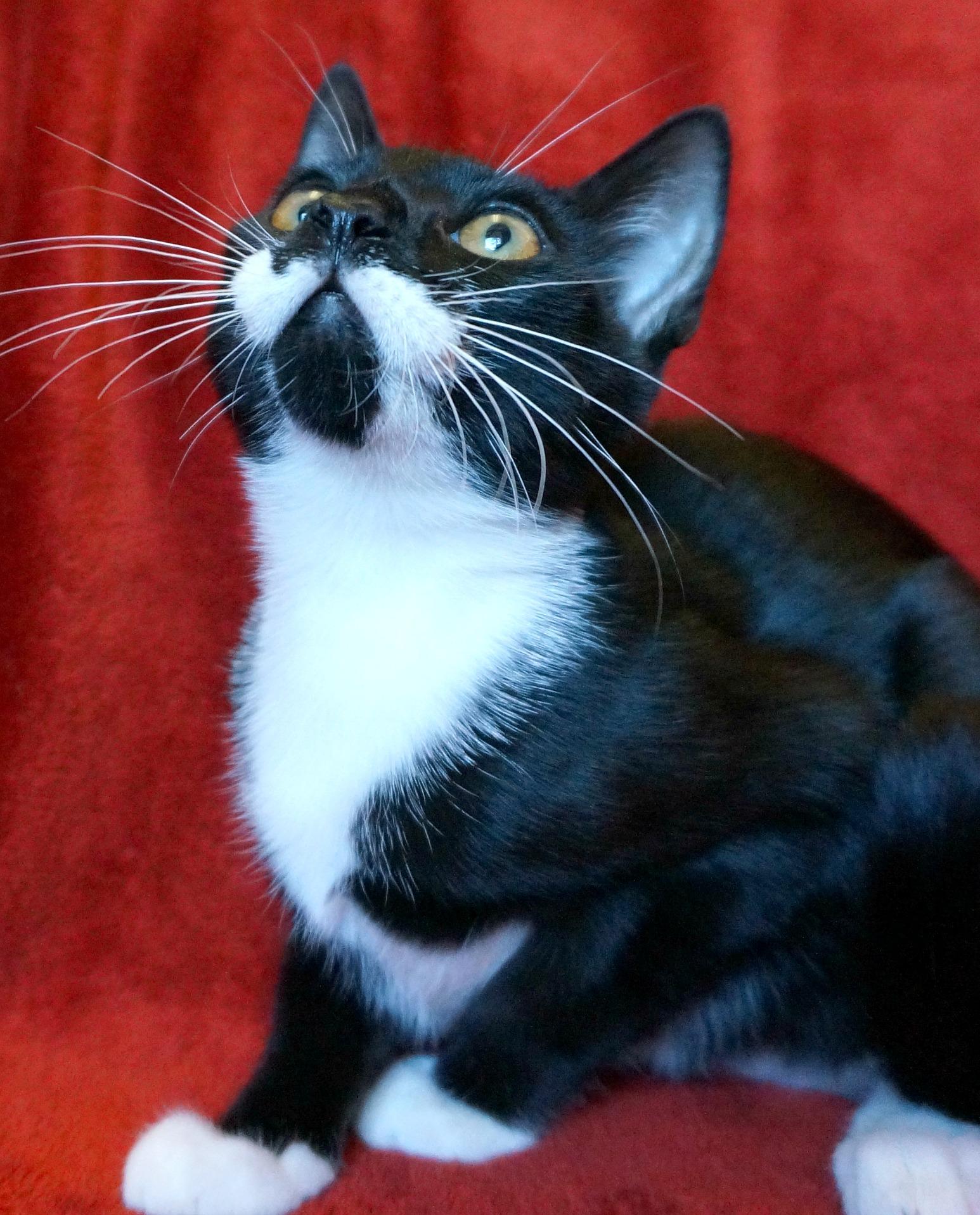 Isabella, an adoptable Domestic Short Hair, Tuxedo in Greensboro, NC, 27409 | Photo Image 5