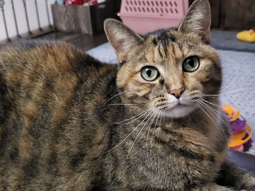 Jaden, an adoptable Domestic Short Hair, Torbie in Grove City, OH, 43123 | Photo Image 2